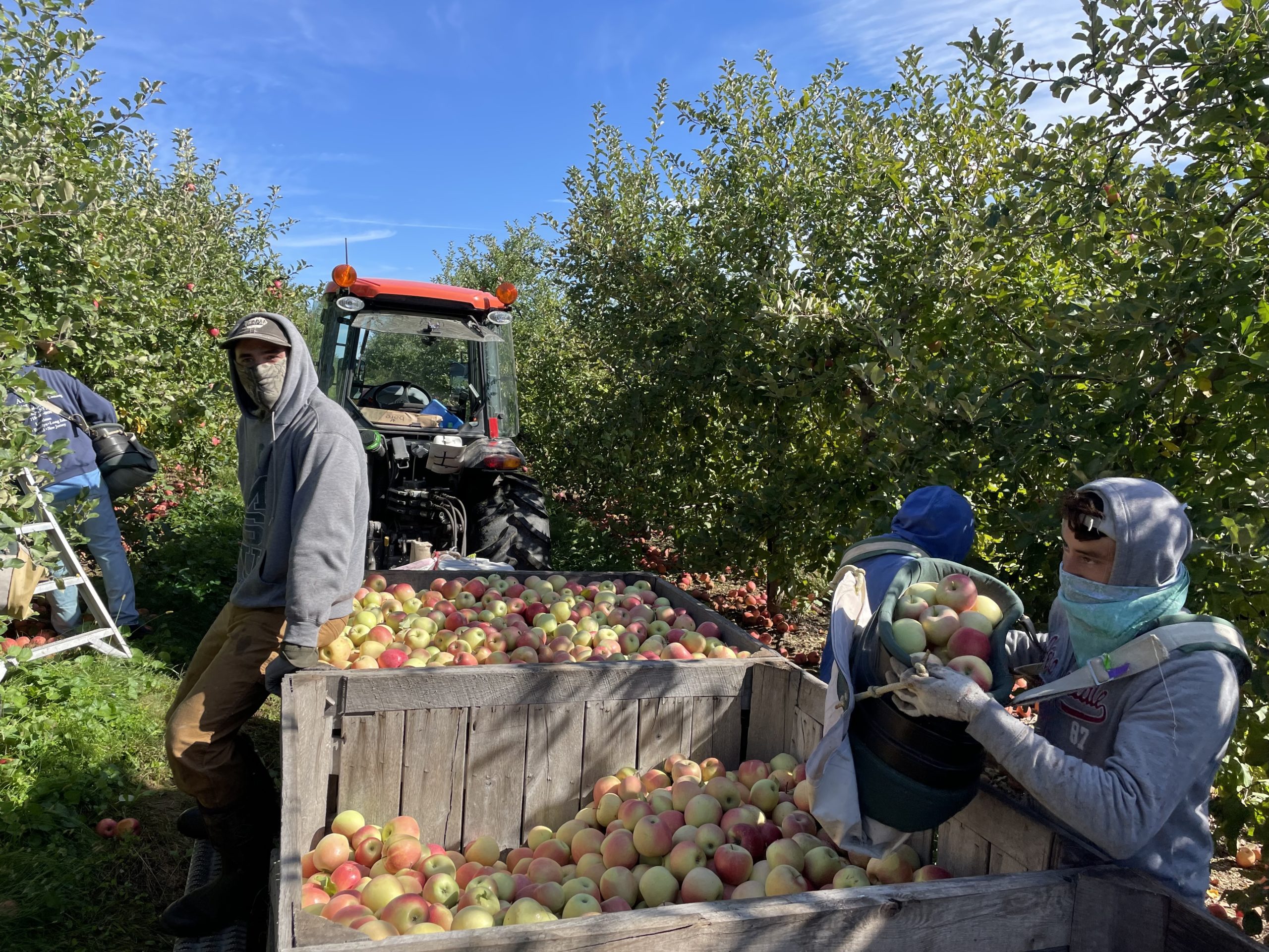 Imperial Fuji Apples from The Fruit Company